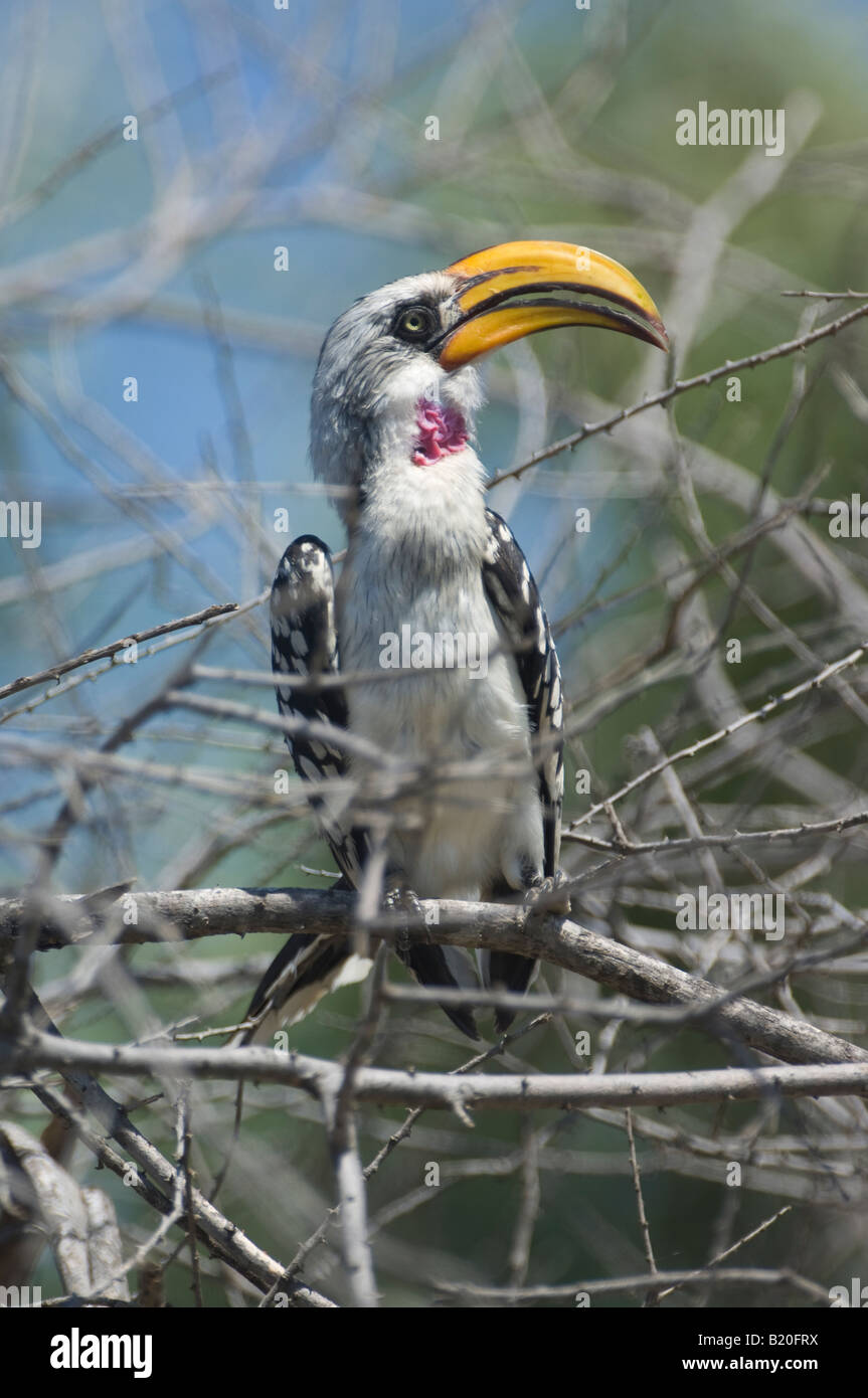 Hornbill jaune, Kenya, Afrique Banque D'Images