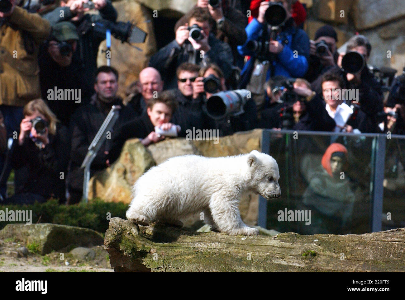 Knut, l'ours polaire dans le zoo de Berlin, avec des photographes, Allemagne Banque D'Images