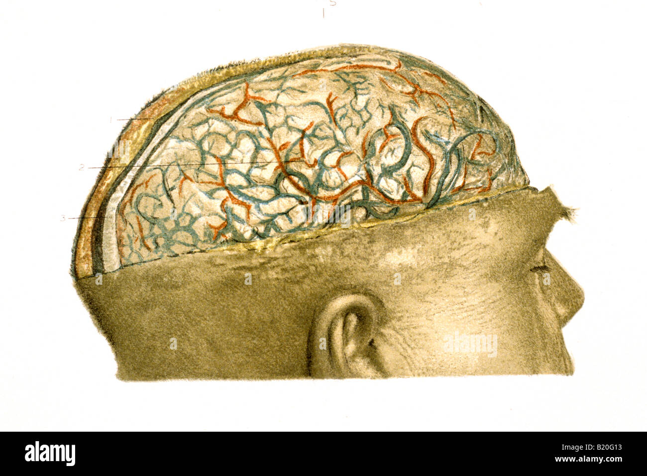 ILLUSTRATION MÉDICALE HISTORIQUE NAVIRES DE LA PIE-MÈRE CERVEAU Banque D'Images