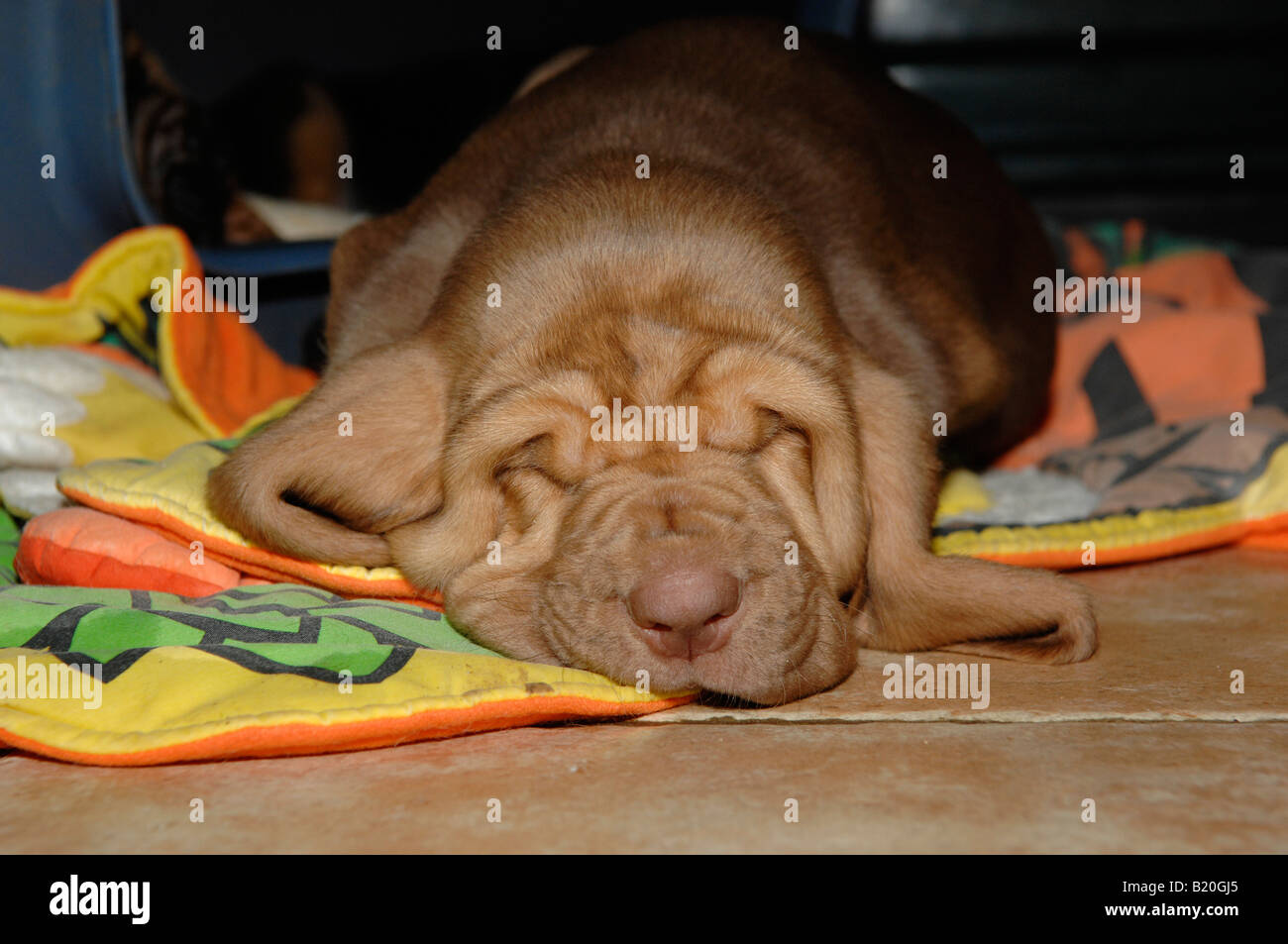 Chiot bloodhound couchage Banque D'Images