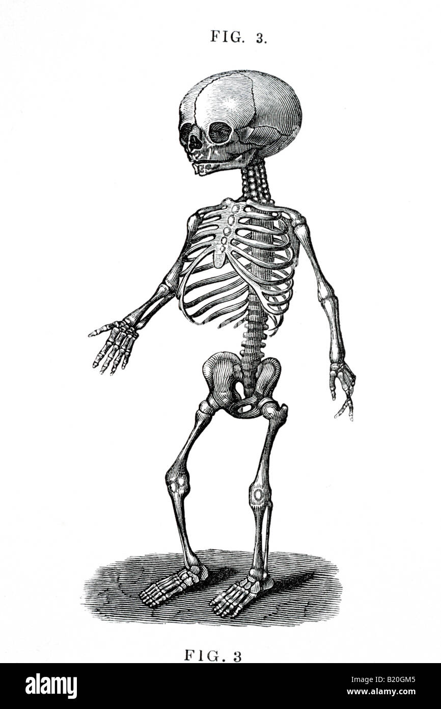 Squelette foetal humain ILLUSTRATION Banque D'Images