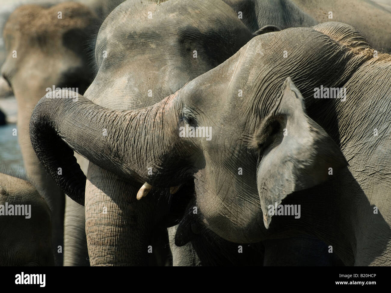 Orphelinat des éléphants de Pinnawela, Sri Lanka Photo Stock Alamy Orphelinat des éléphants de Pinnawela, Sri Lanka Photo Stock Alamy