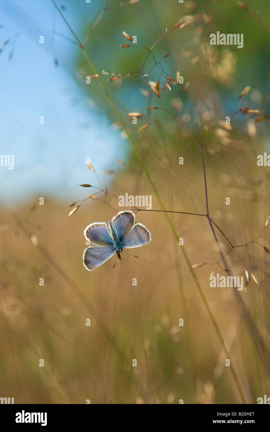 Bleu argenté, Plebejus argus, papillon, mâle se reposant dans l'herbe le soir, Stedham Common, Midhurst, Sussex, Royaume-Uni, juin, Banque D'Images