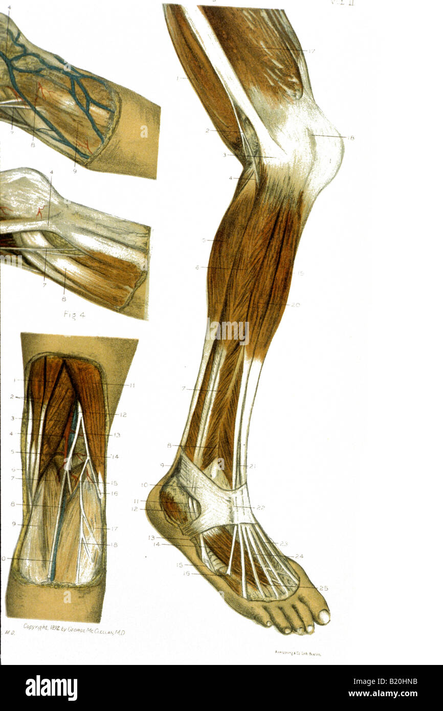 ILLUSTRATION DE LA DISSECTION DES MUSCLES DES JAMBES NERFS BATEAUX Banque D'Images