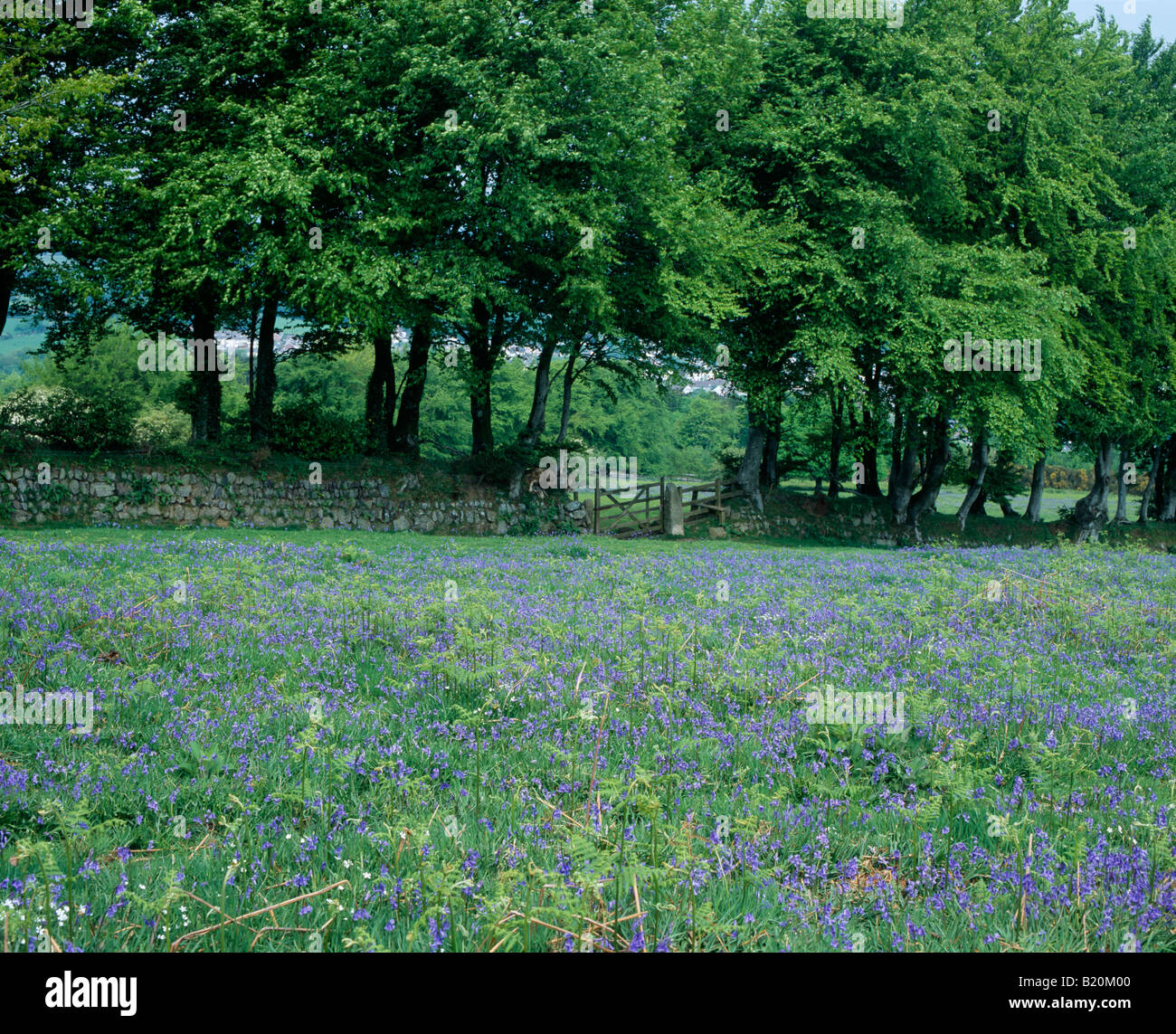 Hêtre et Bluebells à Lower Halstock dans le parc national de Dartmoor, Okehampton, Devon, Angleterre. Banque D'Images