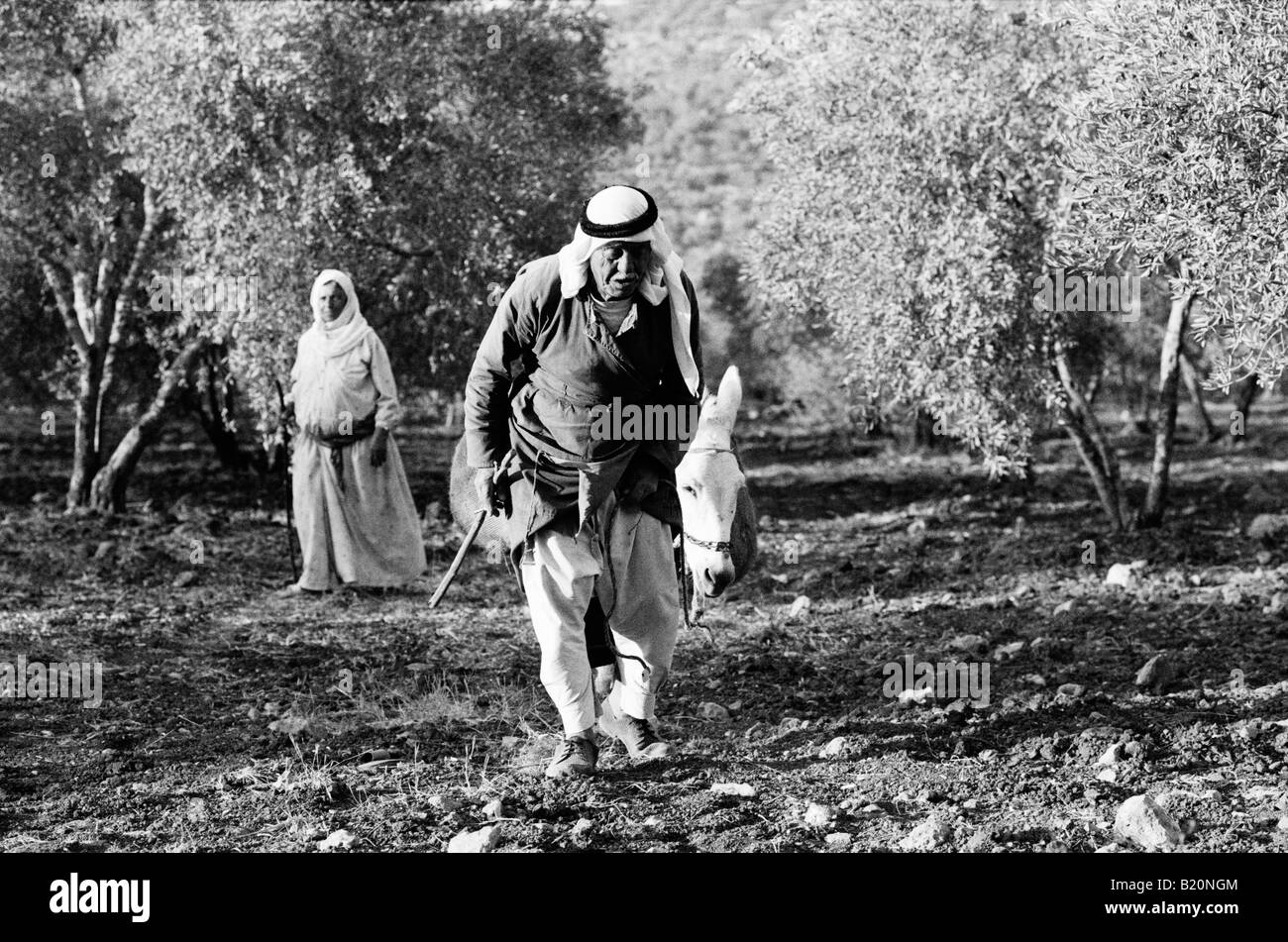 Agriculteur âgé de transporter olives à l'âne au moment de la récolte Awarta Territoires Palestiniens Occupés Banque D'Images