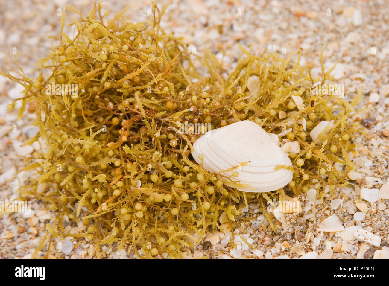 Sea Shell située sur les algues sur la plage Banque D'Images