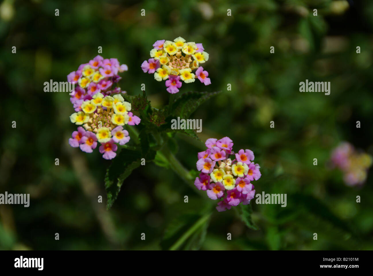 Lantana camara - plante xérophile idéal pour le paysagisme en milieu désertique Banque D'Images