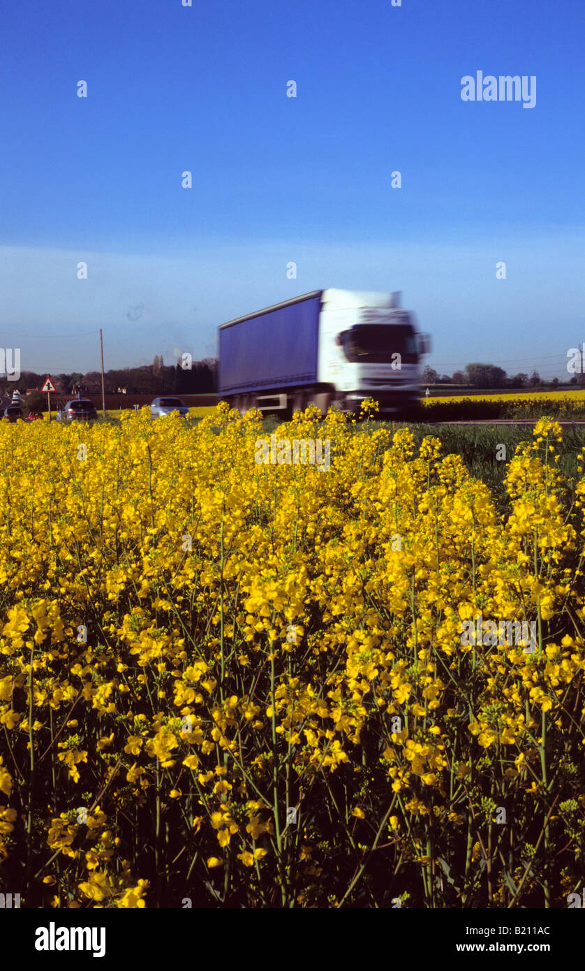 Passage de camions domaine de l'huile de colza (Brassica napus) près de Leeds Yorkshire UK Banque D'Images