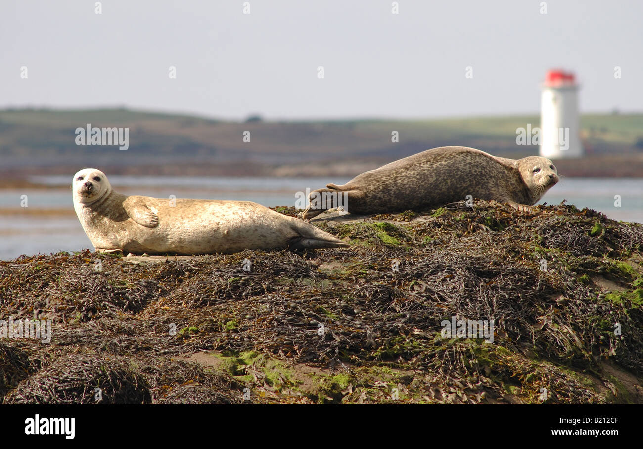 Les phoques gris commun au Bar Hall Bay Strangford Lough en Irlande du Nord Banque D'Images