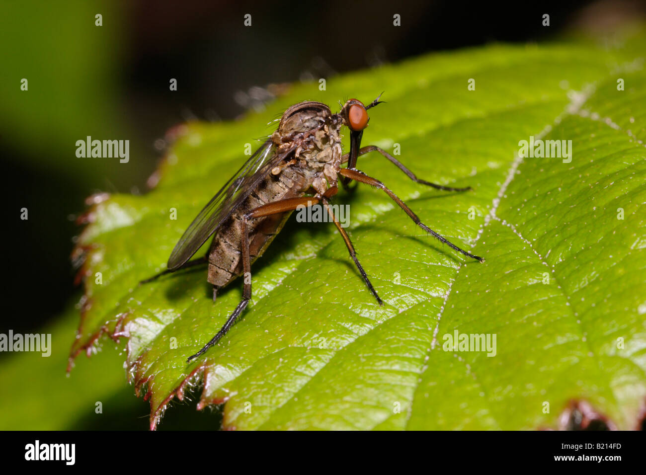 Empis livida Empididae fly Dance UK femelle Banque D'Images