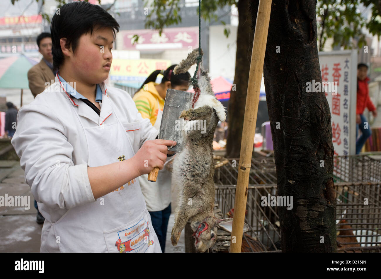 Peaux de lapins morts chef chinois de cuisiner pour les clients au restaurant Bao Ding dans le comté de Dazu Chongqing, Chine Banque D'Images