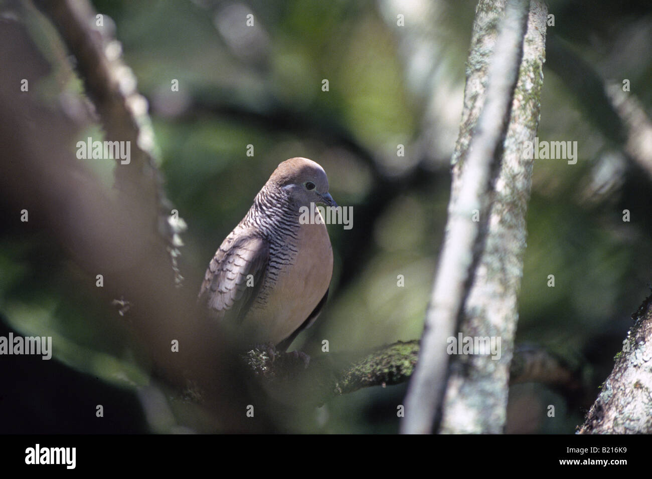 USA Portrait d'une Tourterelle triste Zenaida macroura Banque D'Images