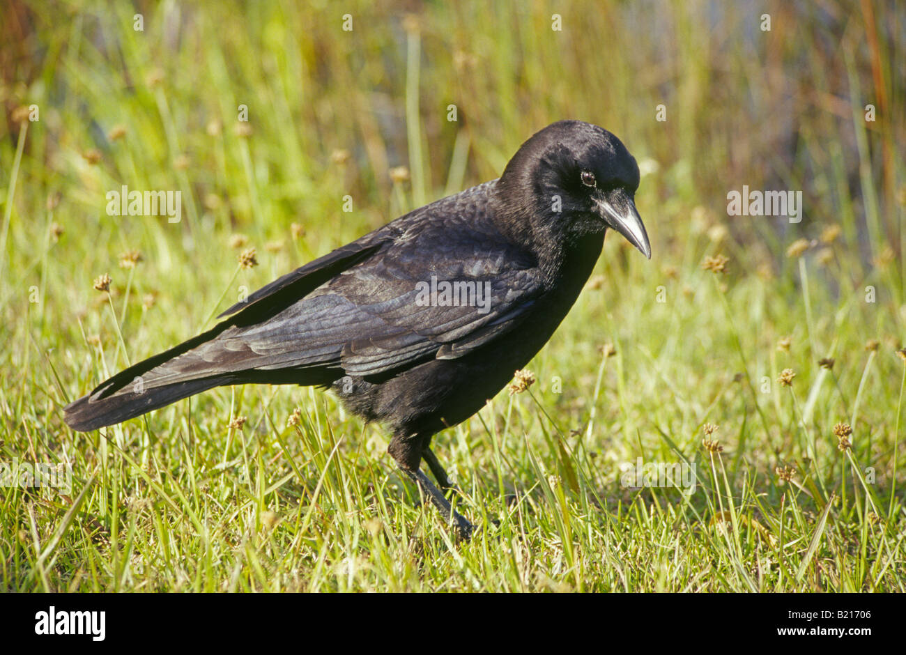 Portrait d'un jeune grand corbeau Corvus corax Banque D'Images