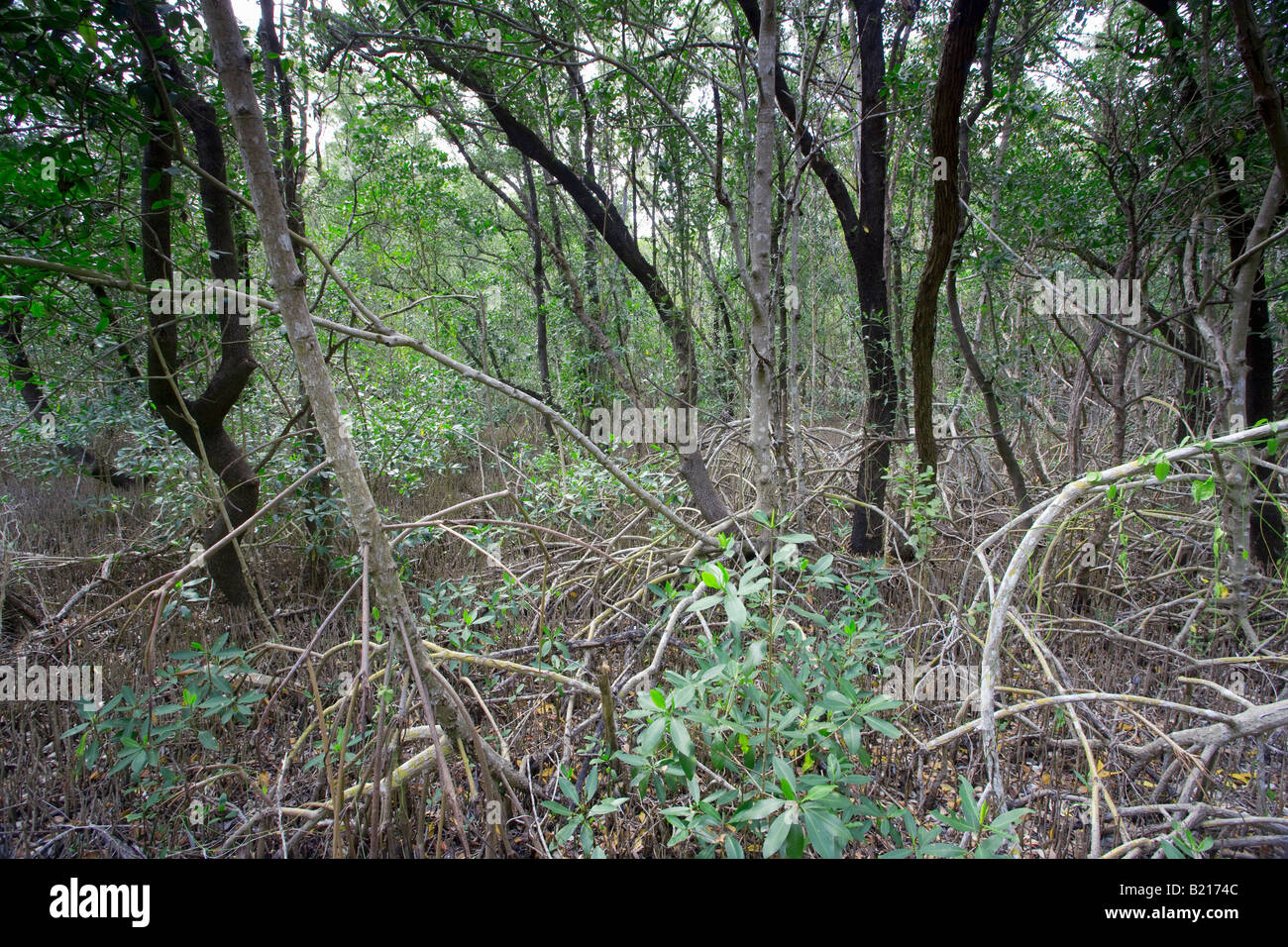 Une forêt dense dans le parc national des Everglades, Florida, USA Banque D'Images