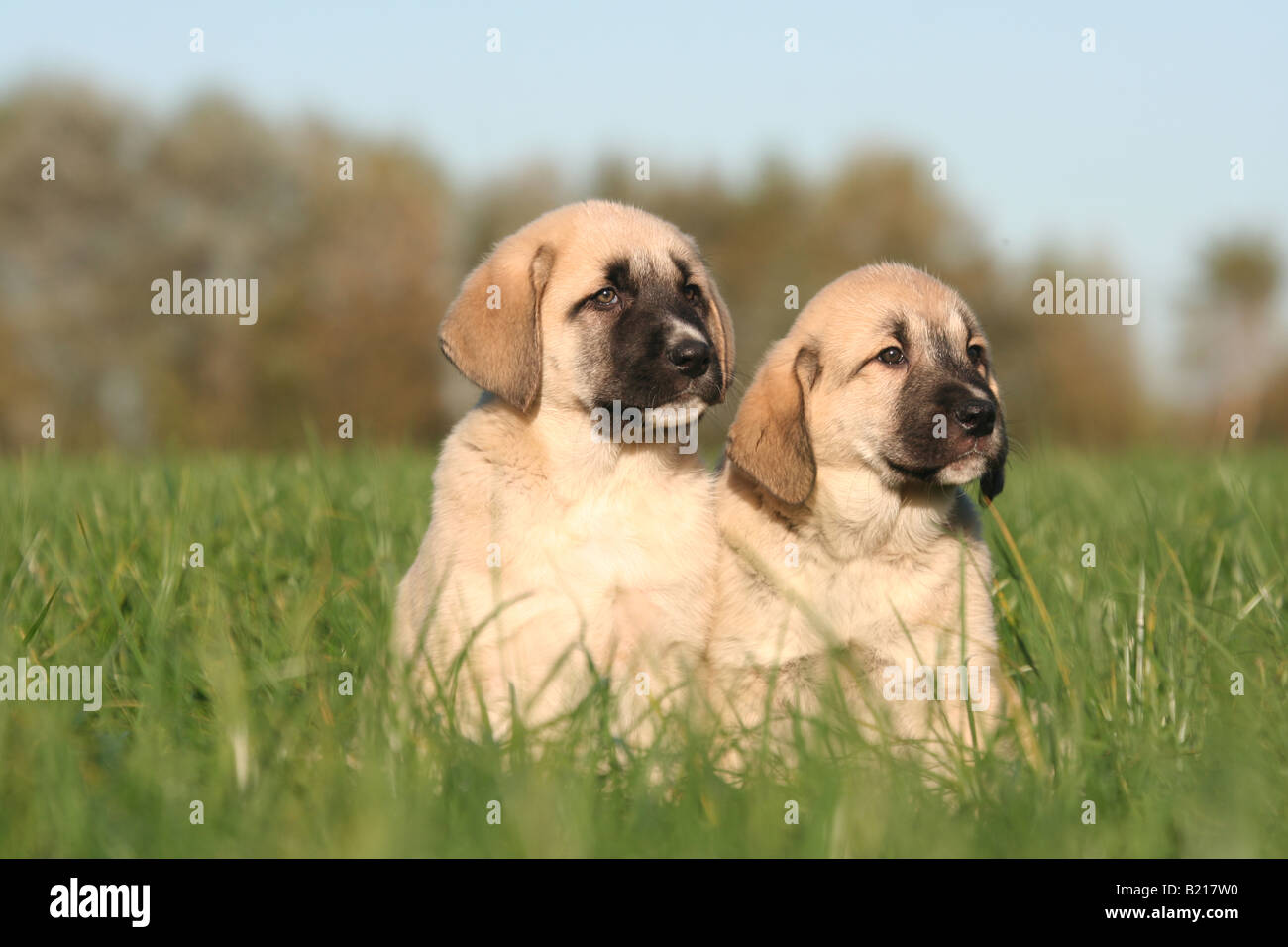 çoban Köpeği Chien Berger Danatolie Kangal Animaux Chien