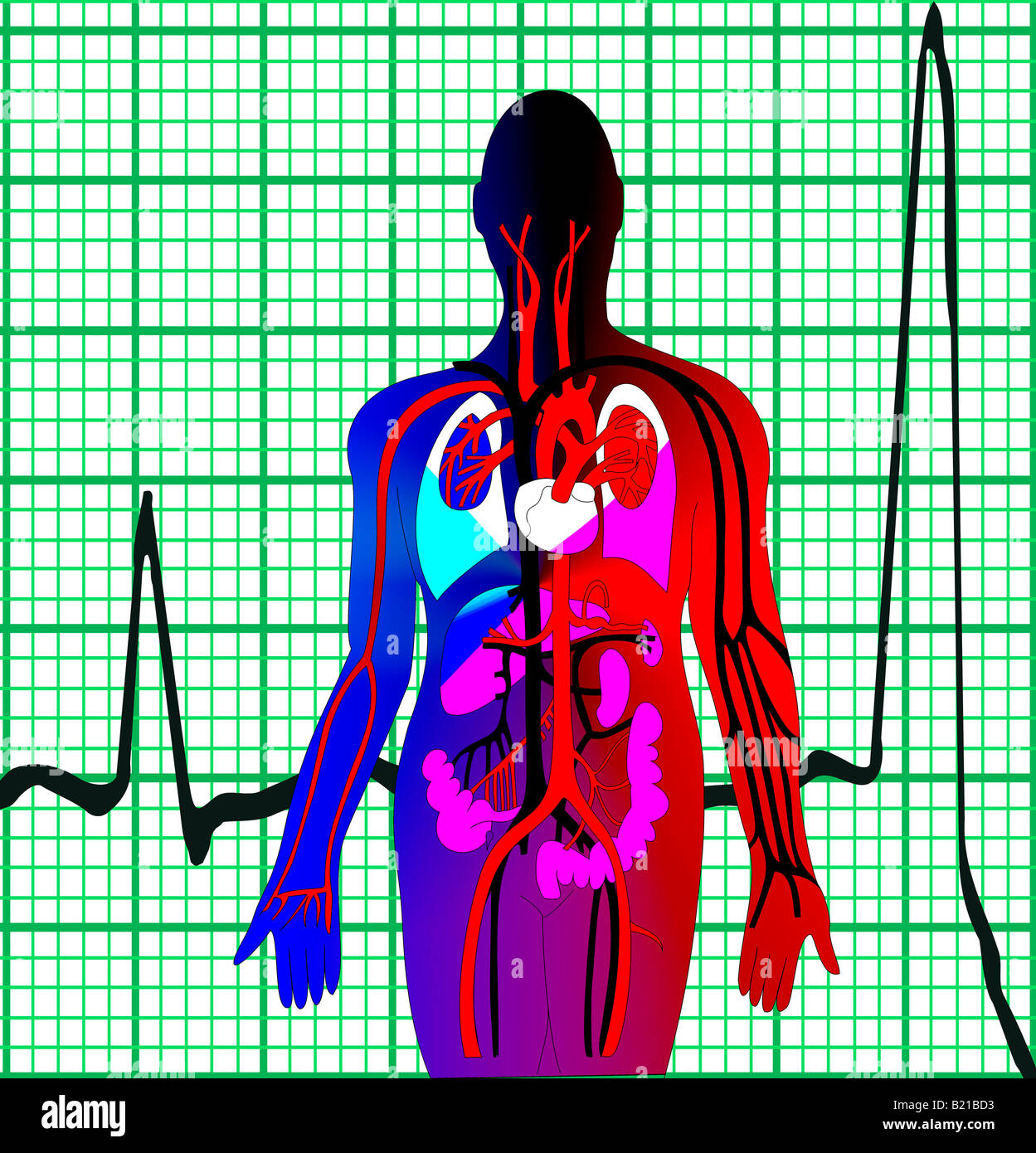 Voir la synthèse de corps humain circulation arrière-plan d'un électrocardiogramme. Banque D'Images