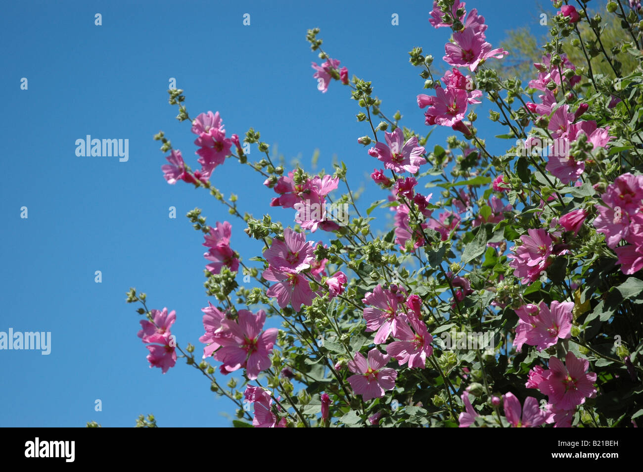 Fleurs roses against sky Banque D'Images