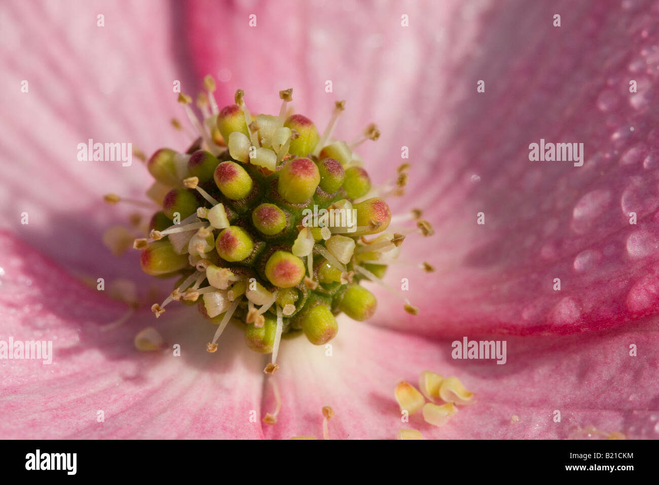 Image Macro fleur de Cornus kousa Banque D'Images