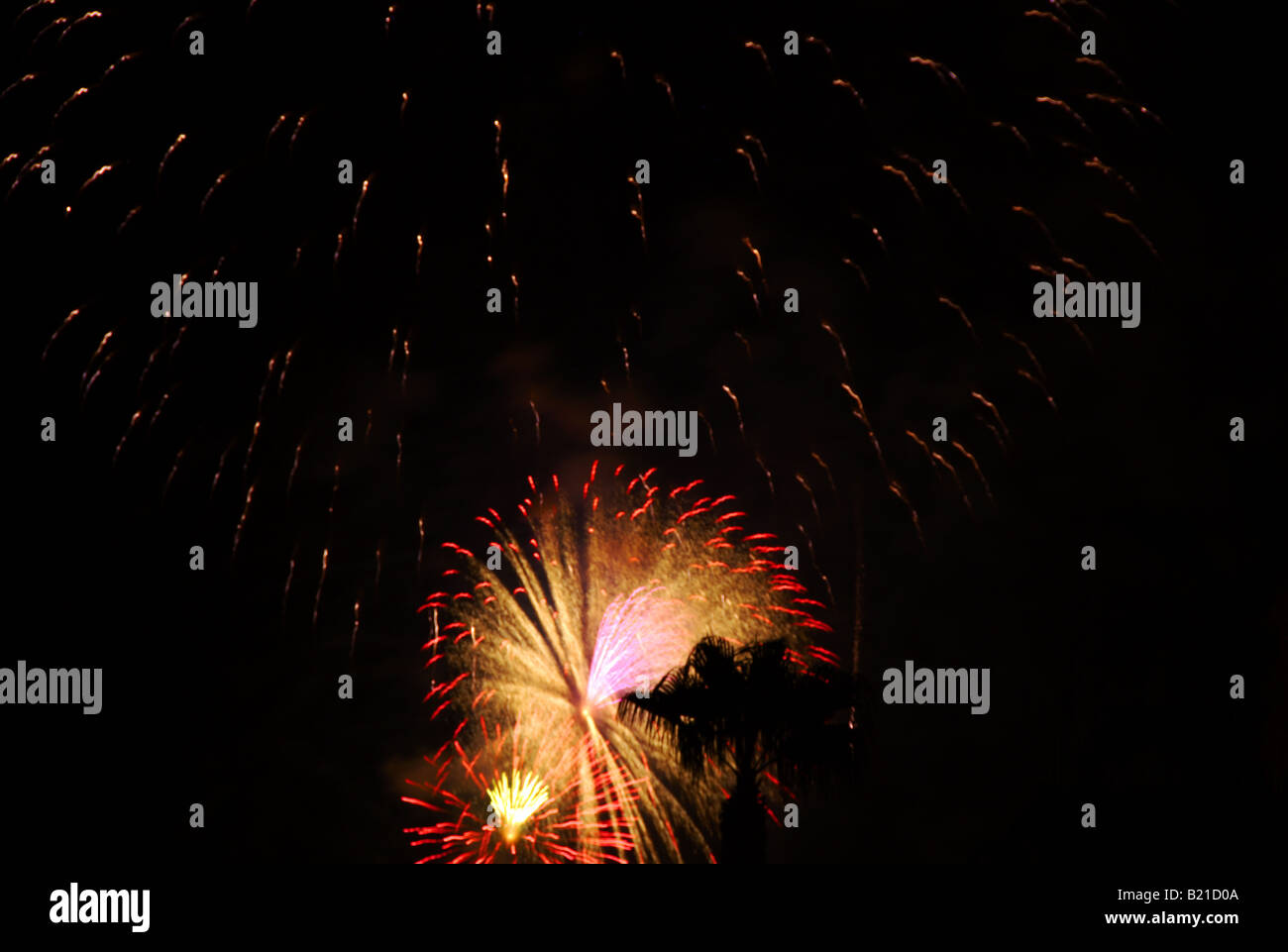 Les formes de célébration Cool - Fireworks avec palmier Banque D'Images