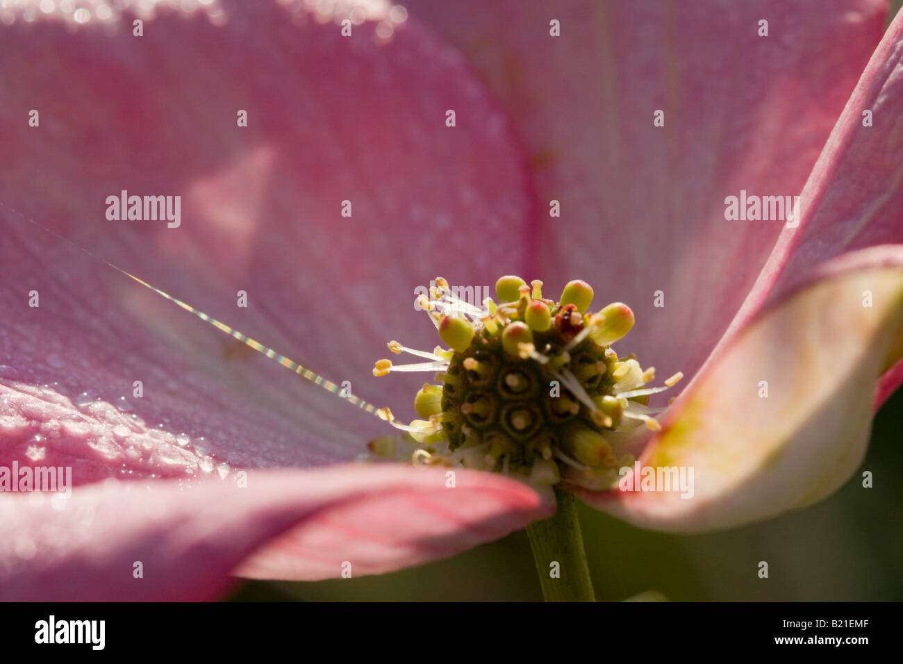 Image Macro fleur de Cornus kousa Banque D'Images