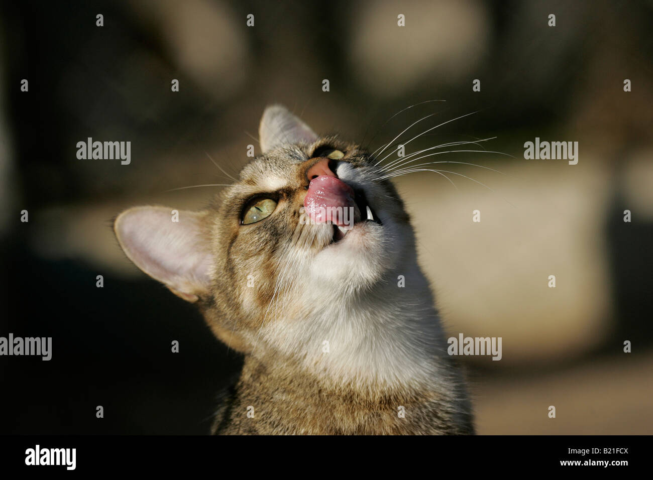 Chat Sauvage Africain Felis silvestris lybica Banque D'Images