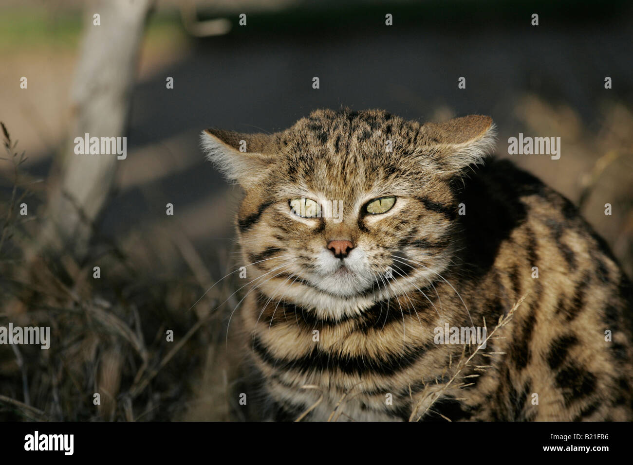 Felis nigripes Chat à pieds noirs Banque D'Images