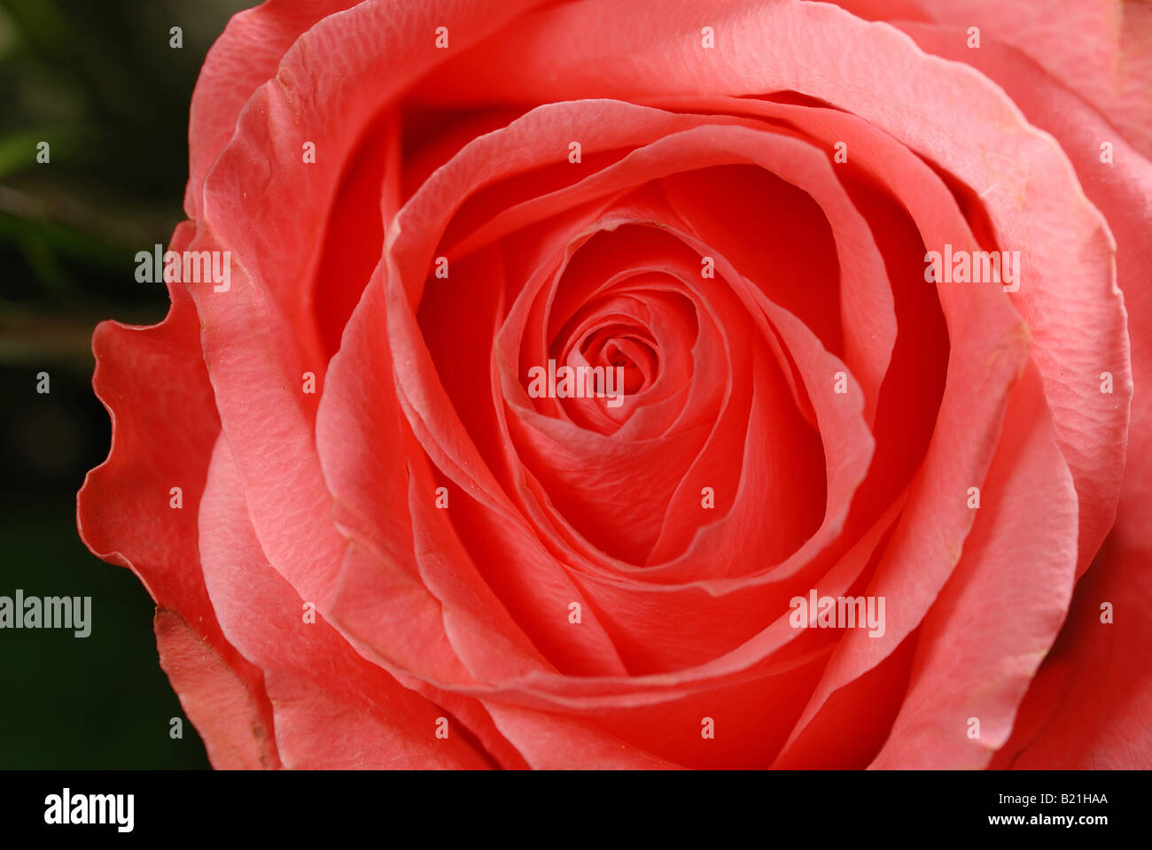 Le fond rose bud rejeté d'une rose avec des gouttes de la rosée Banque D'Images