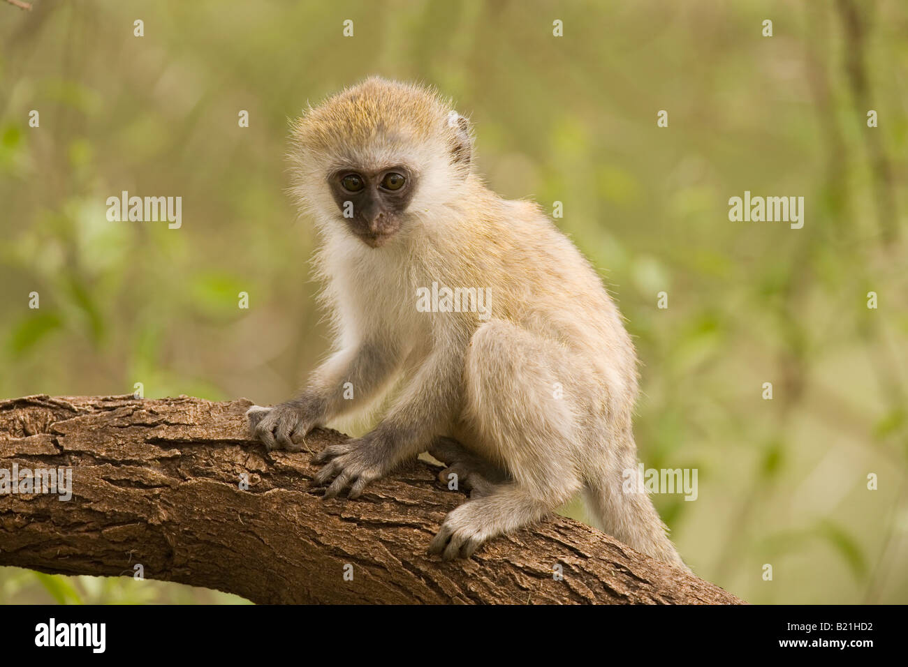 Bébé Singe Cercopithecus aethiops Parc national de Manyara Tanzanie Banque D'Images