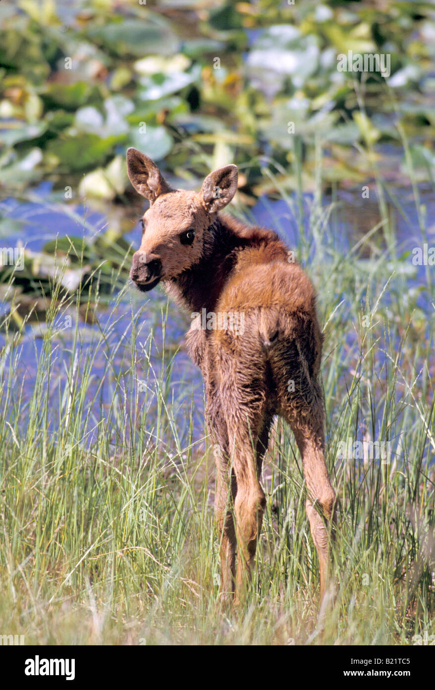 Moose Alces alces Parc National de Yellowstone au Wyoming United States Août cervidés immatures Banque D'Images