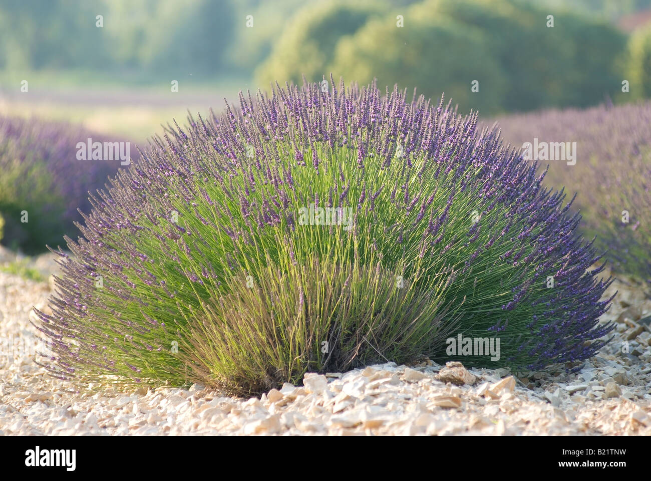Domaine de lavandes en fleurs France Drome Banque D'Images