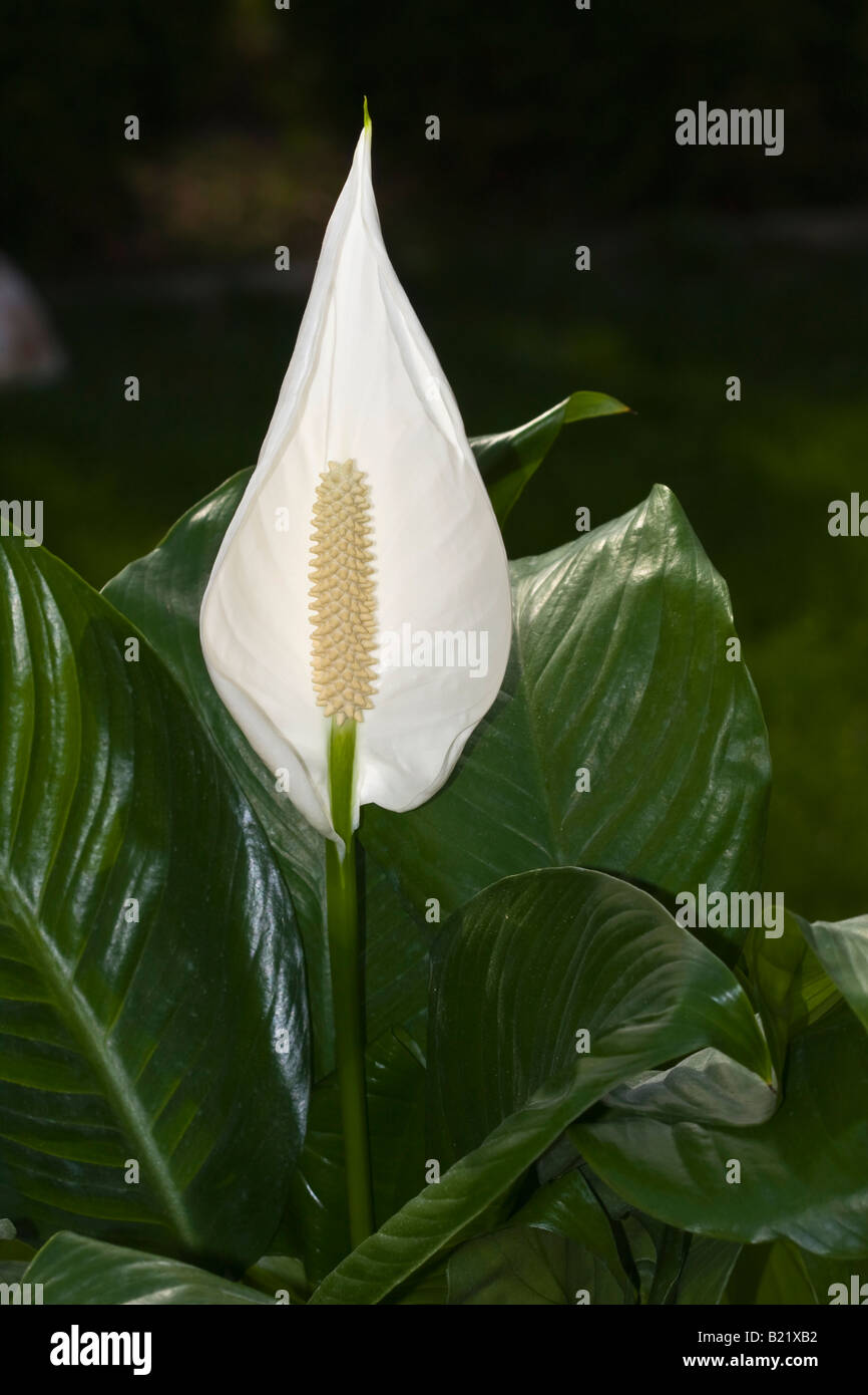 Spathiphyllum Peace Lily wallisii blanc une belle fleur images photos photographie très haute résolution format vertical aux États-Unis US haute résolution Banque D'Images