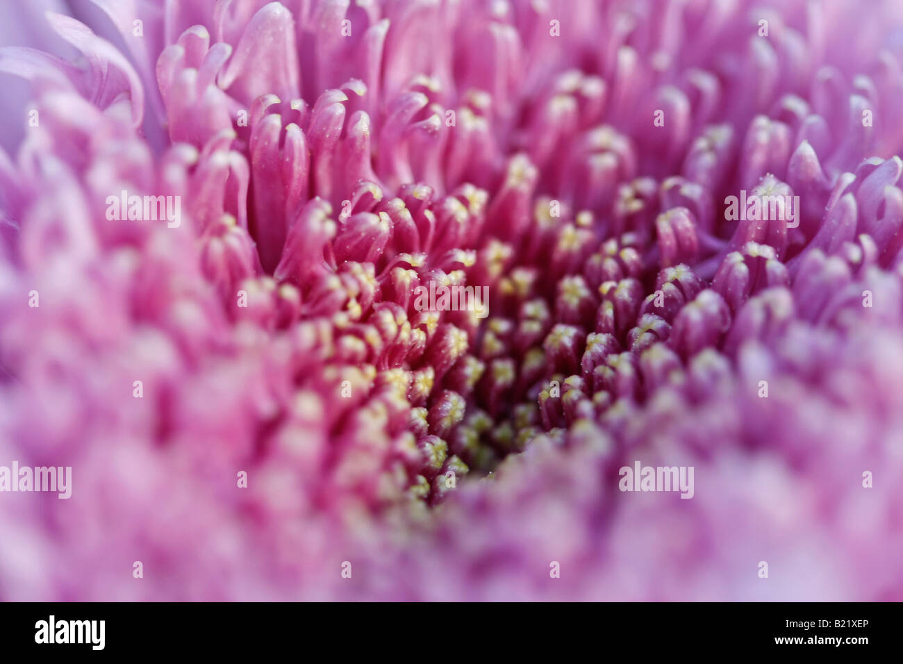 Purple Aster closeup fleur artistique flore rose flou flou flou fond haute résolution Banque D'Images