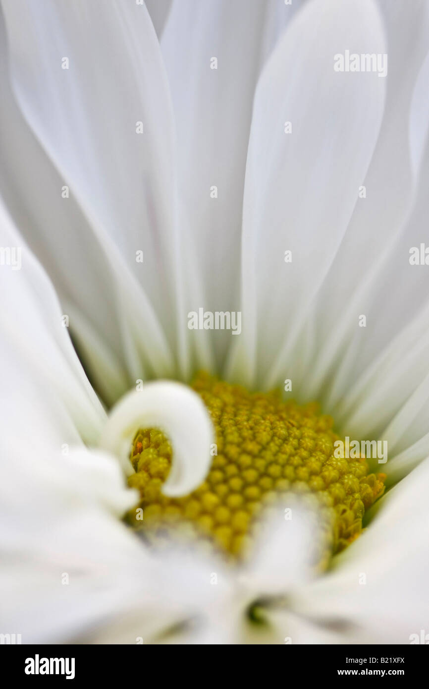 Simple fleur blanche Daisy gros plan gros plan floral personne vertical aux États-Unis haute résolution Banque D'Images