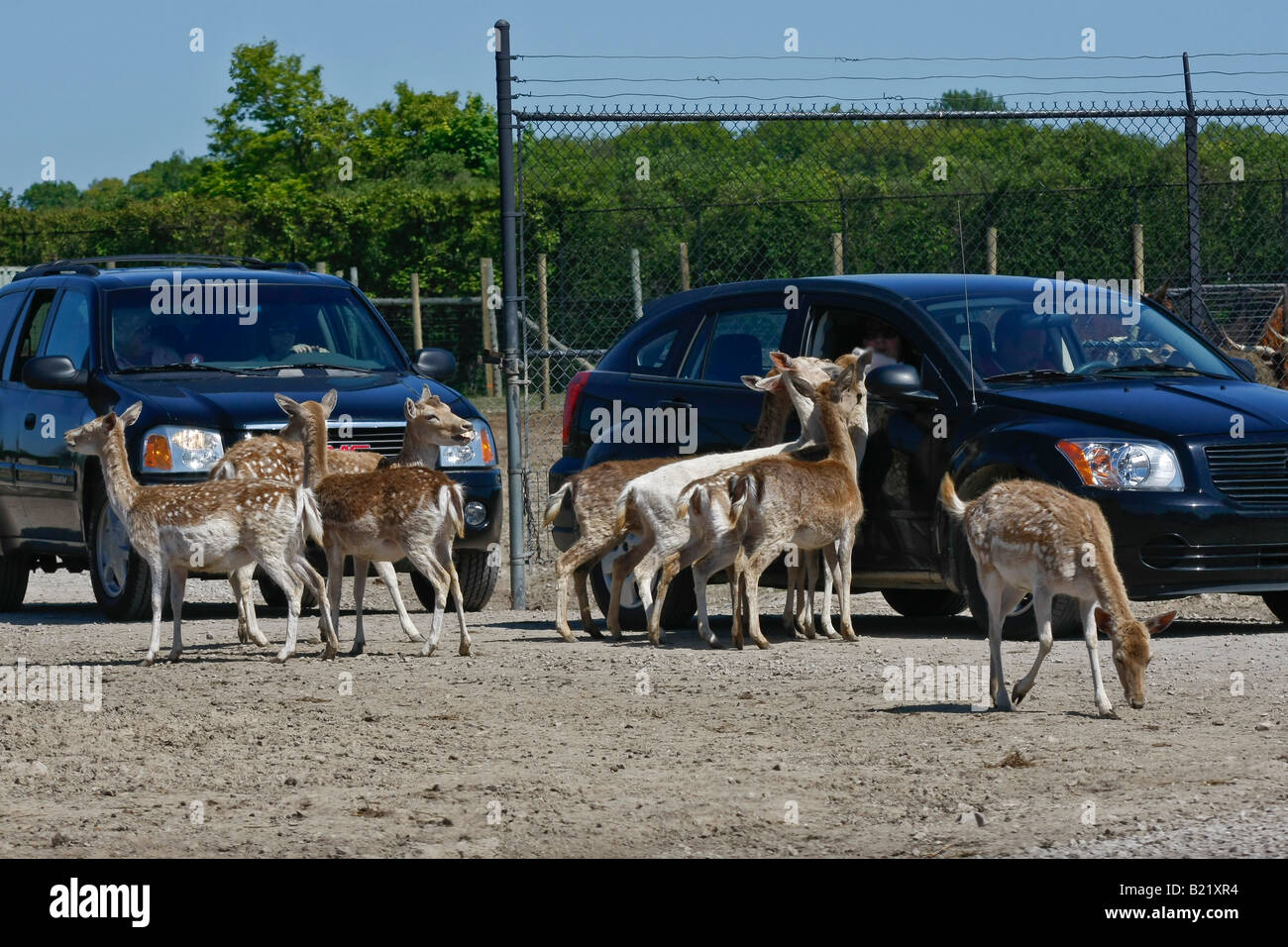 Safari africain à Port Clinton dans l'Ohio OH images photos photographie vente sur alamy USA US horizontal haute résolution Banque D'Images