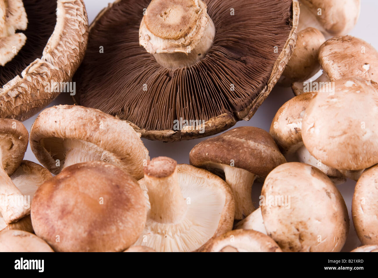 Cremini brun, shiitake, Champignons Portobello Banque D'Images