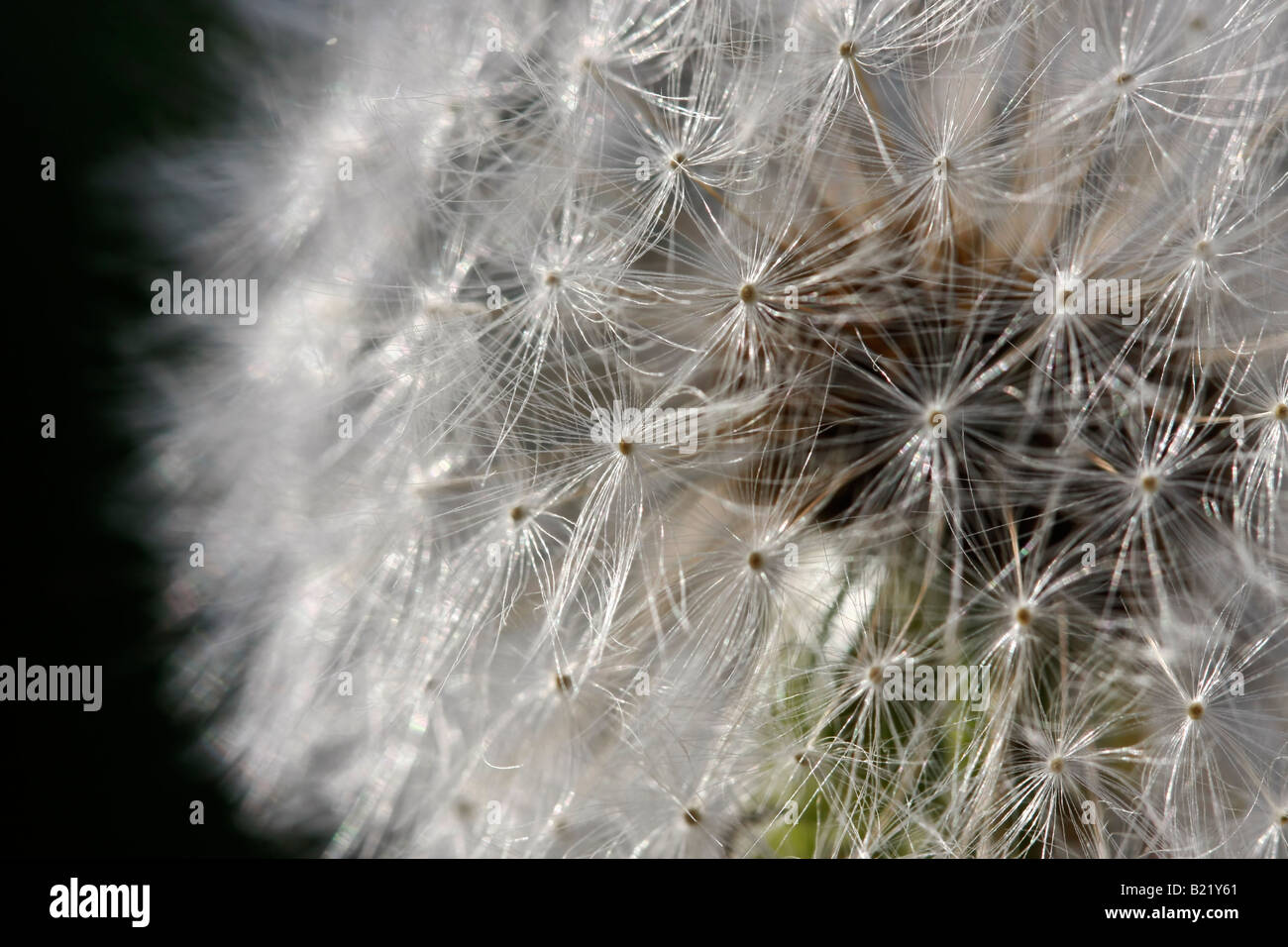 Graines de pissenlit communes Taraxacum Asteraceae été une image de fleurs images photos photographie vente sur alamy horizontal aux États-Unis US haute résolution Banque D'Images