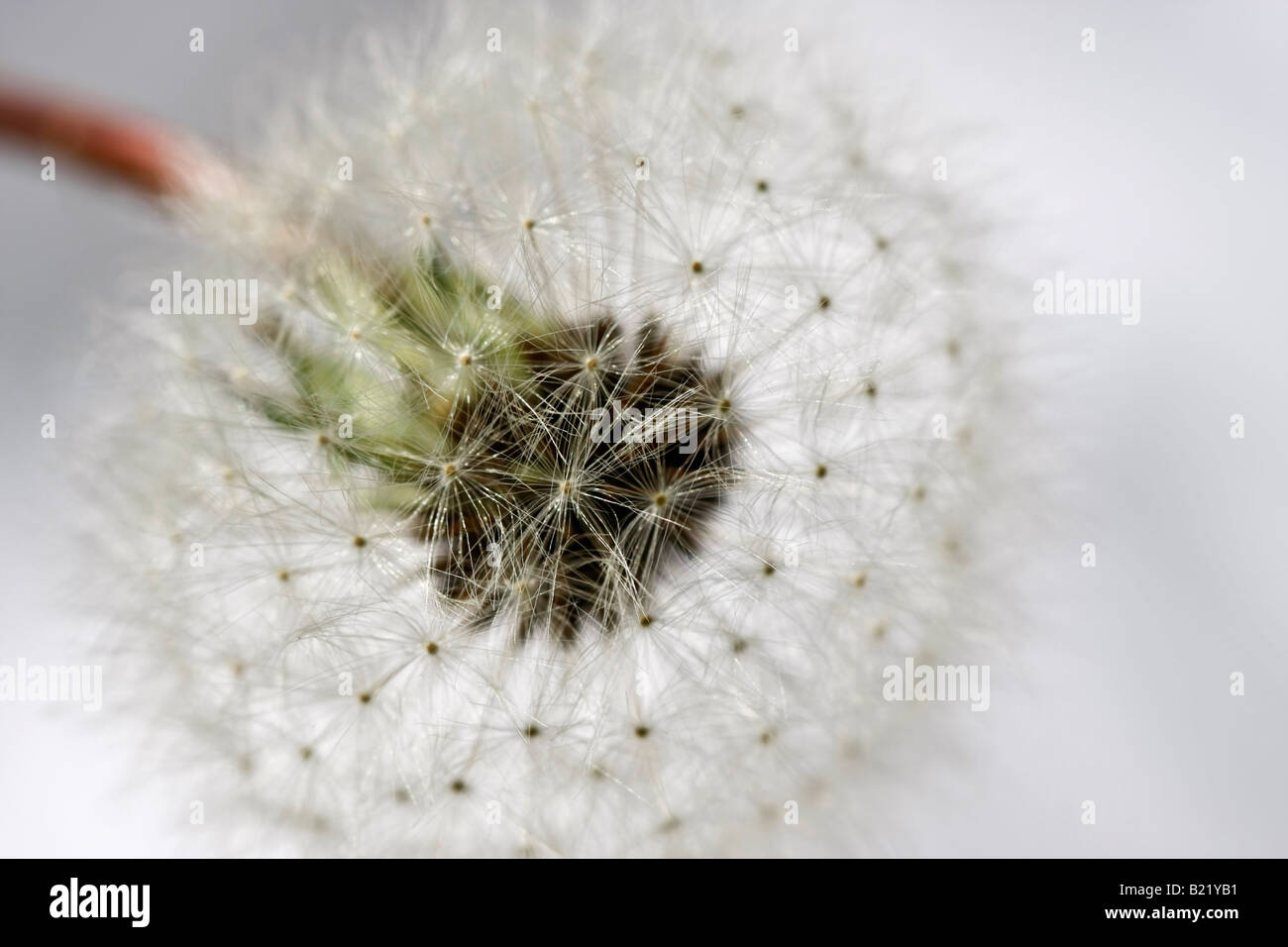 Graines de pissenlit commun Taraxacum Asteraceae Summer a flower Pictures images photos Grande haute résolution horizontale aux Etats-Unis US haute résolution Banque D'Images
