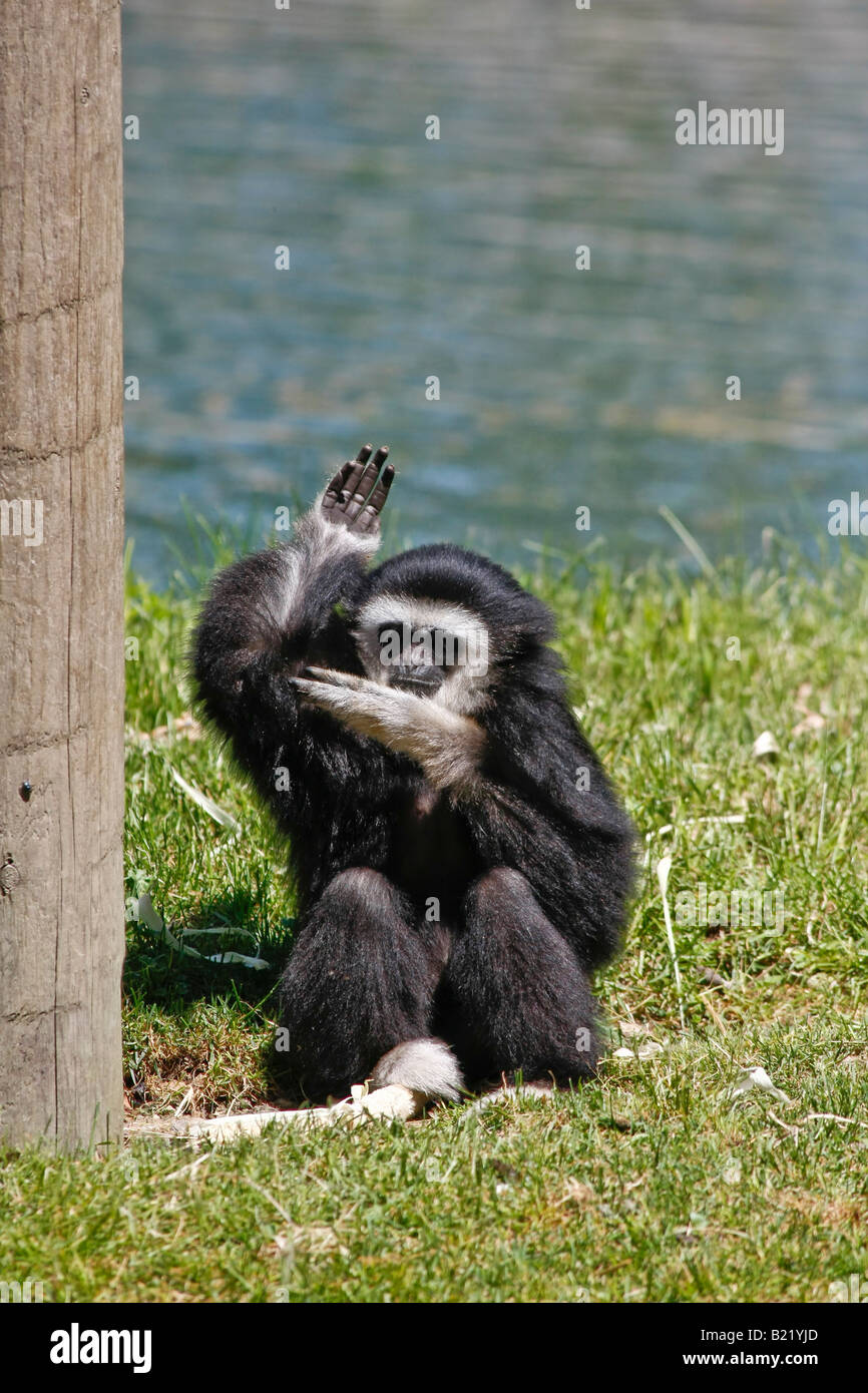 African Safari jeune Gibbon noir à Port Clinton Ohio USA US personne verticale haute résolution Banque D'Images