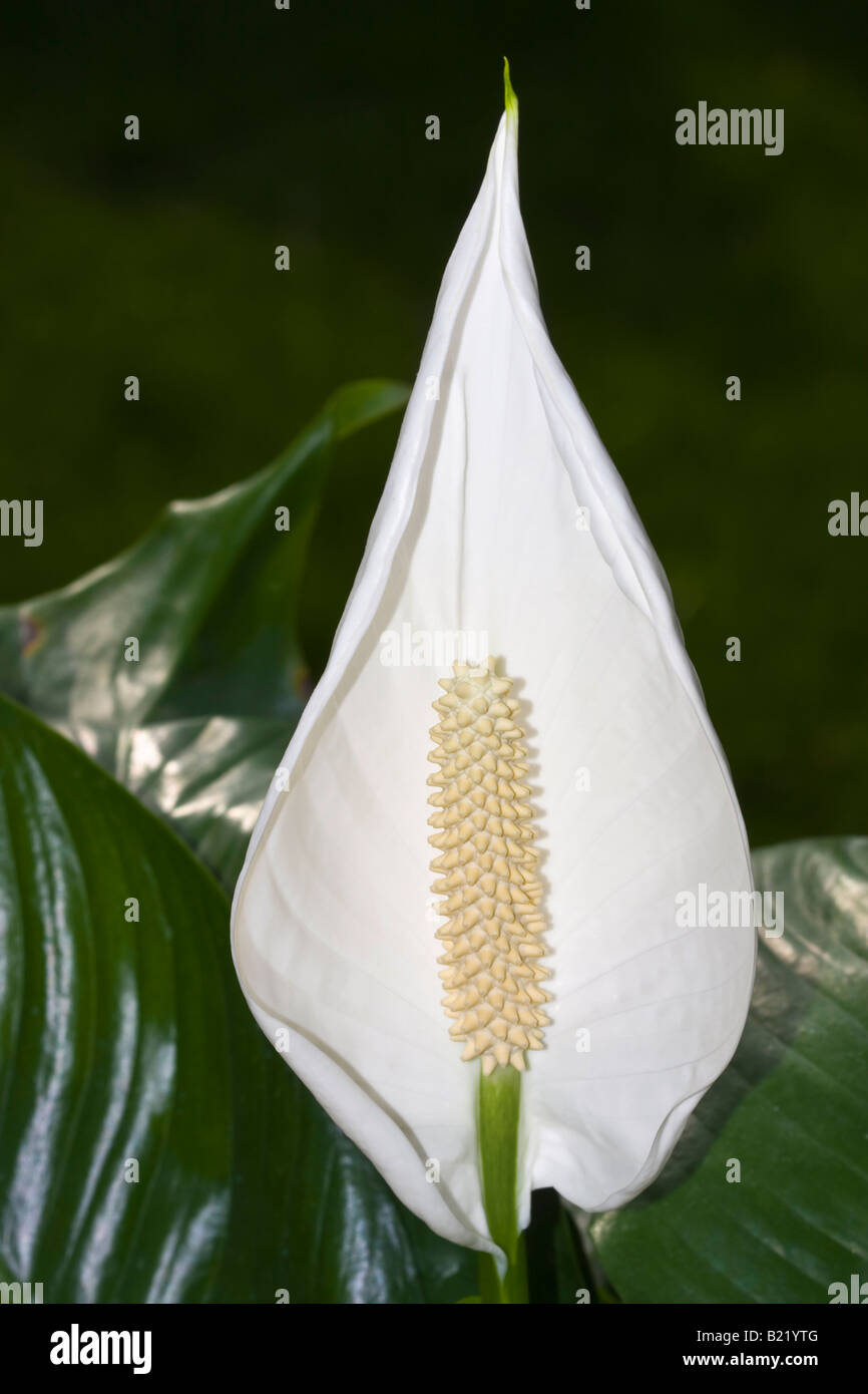 Spathiphyllum Peace Lily wallisii blanc une belle fleur images photos photographie très haute résolution format vertical aux États-Unis US haute résolution Banque D'Images