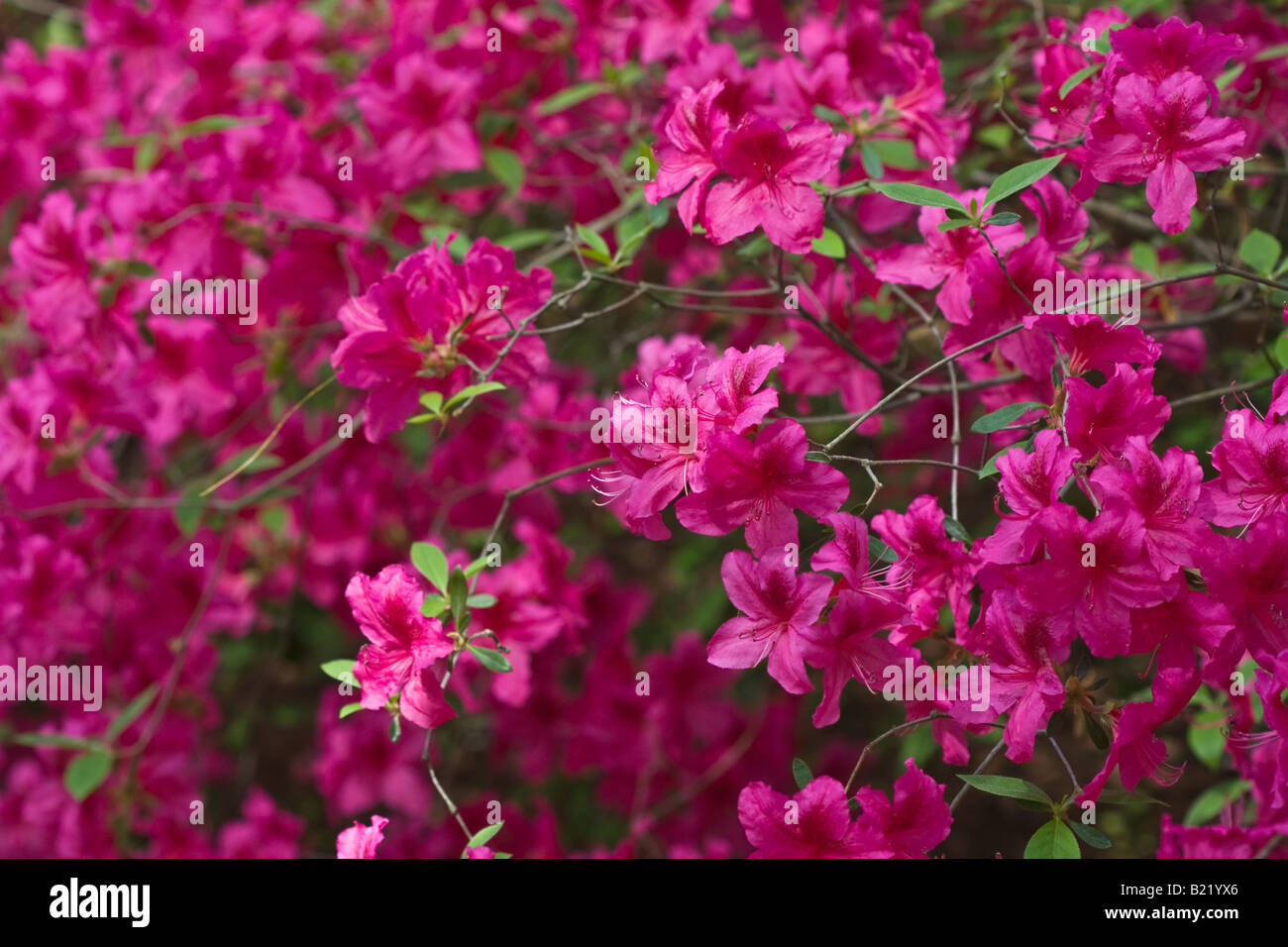 Roses Azalées brousse fleurissent début du printemps dans le parc public images images photos Grande haute résolution aux Etats-Unis US horizontal haute résolution Banque D'Images