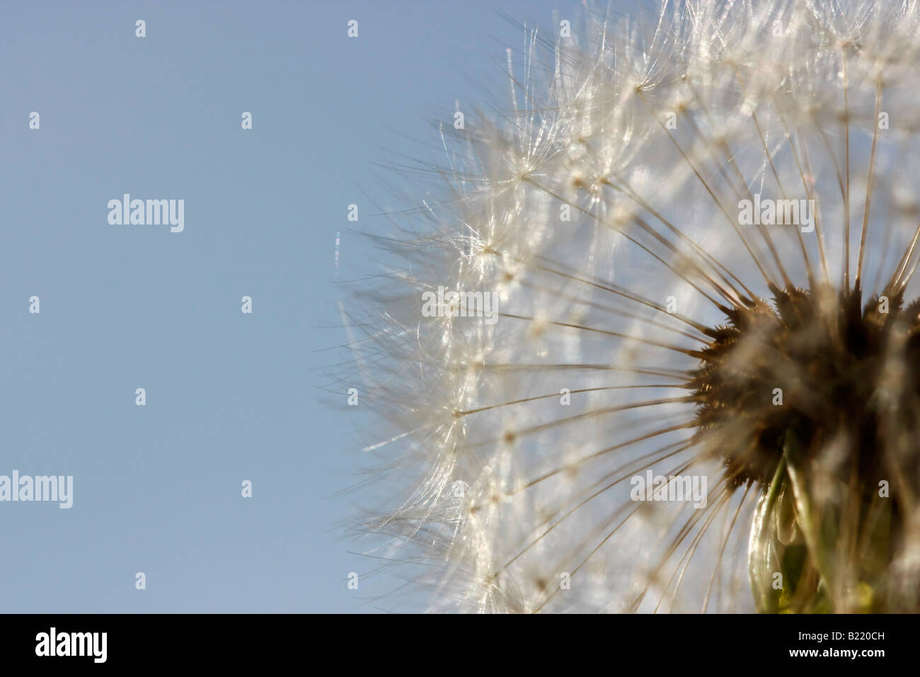 Graines de pissenlit communes Taraxacum Asteraceae été une image de fleurs images photos photographie vente sur alamy horizontal aux États-Unis US haute résolution Banque D'Images