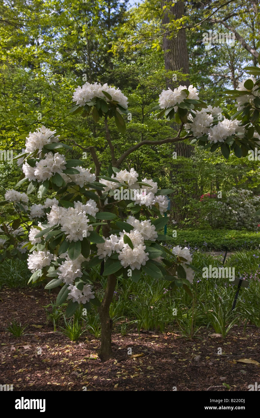 Rhododendron blanc un buisson avec des fleurs au début du printemps est arrivé enfin ici printemps saison de gros plan vue de face personne aucune personne haute résolution Banque D'Images