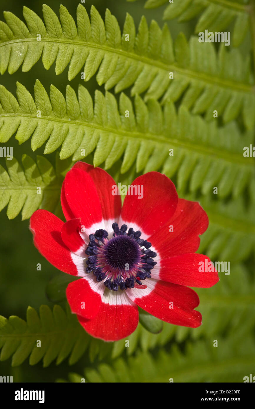 Anemone Coronaria Scarlet Poppy anémones une fleur sauvage rouge au-dessus des images images très haute résolution format vertical aux États-Unis haute résolution US haute résolution Banque D'Images