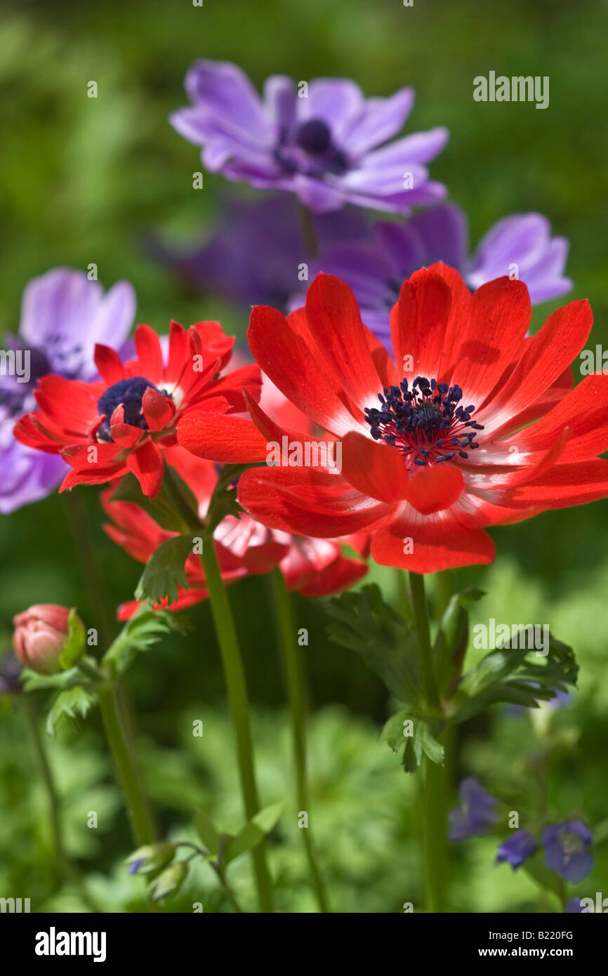 Anemone Coronaria Poppy Anemone rouge violet fleurs sauvages gros plan personne personne au-dessus flou flou flou arrière-plan haute résolution Banque D'Images