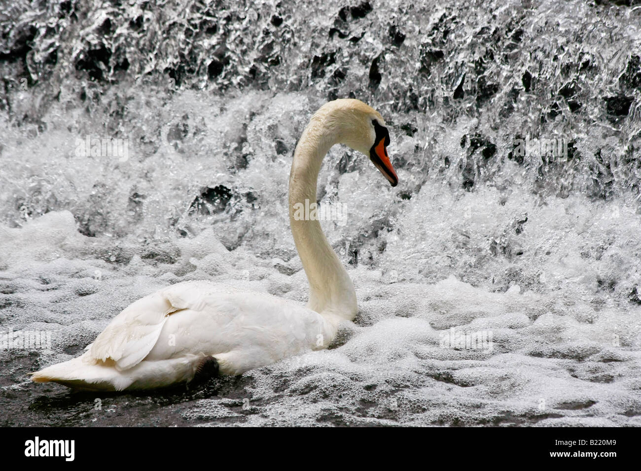 Beau cygne blanc avec petite cascade d'eau éclatant au-dessus photos images photos Grande haute résolution horizontale aux États-Unis haute résolution US haute résolution Banque D'Images