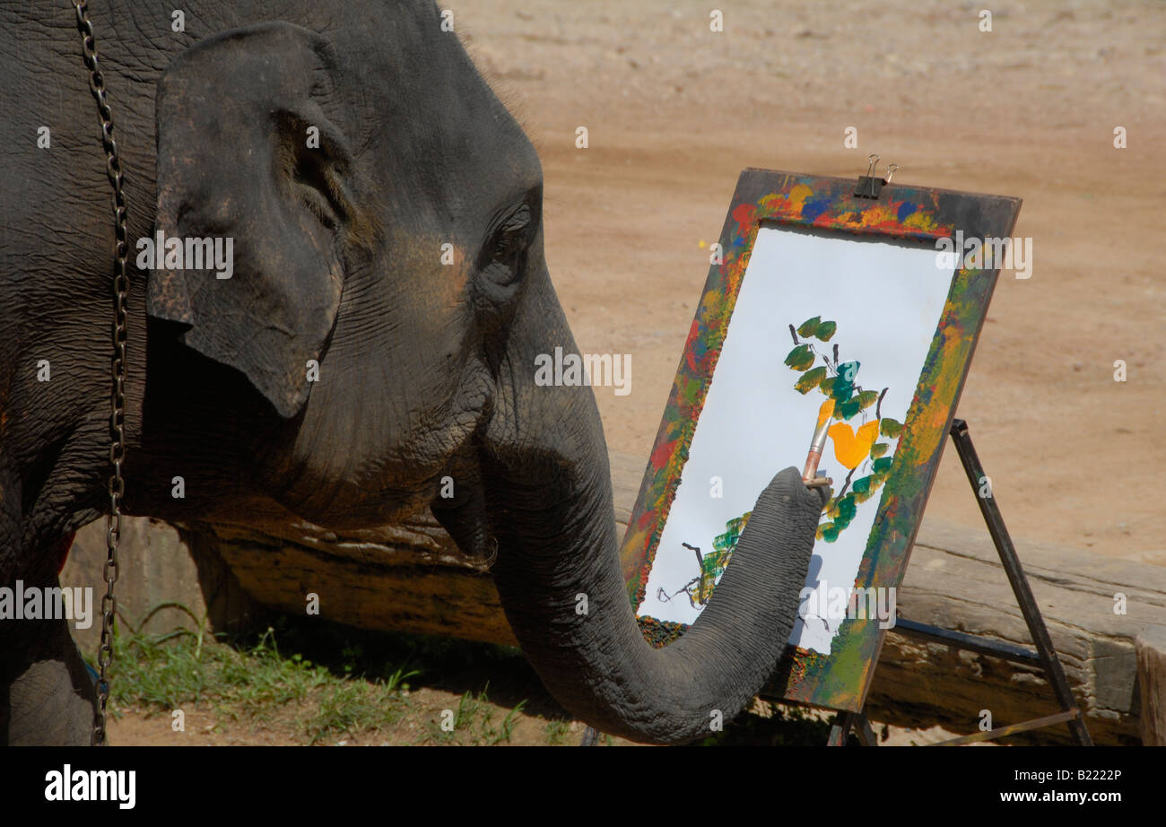 Peinture d'éléphant, Maesa Elephant Camp, près de Chiang Mai, dans le Nord de la Thaïlande Banque D'Images Peinture d'éléphant, Maesa Elephant Camp, près de Chiang Mai, dans le Nord de la Thaïlande Banque D'Images