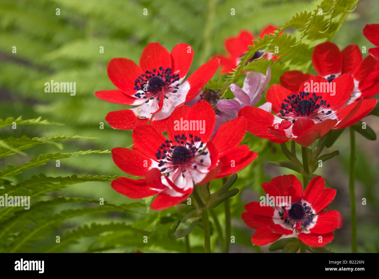 Anemone Coronaria Poppy Anemone fleurs sauvages rouges avec fougère gros plan personne personne au-dessus flou flou flou flou arrière-plan haute résolution Banque D'Images