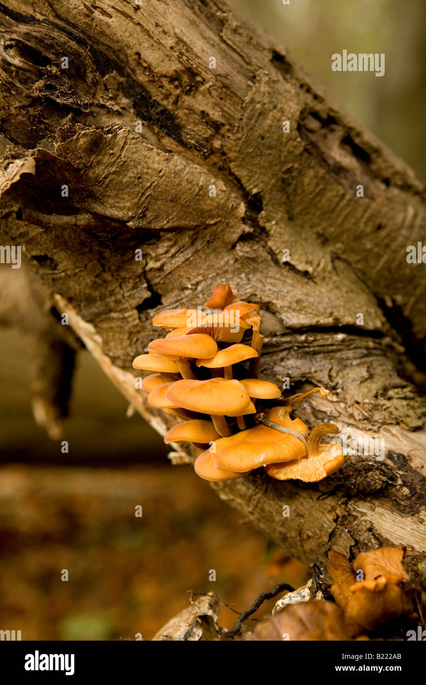 La queue de velours champignon poussant sur un arbre Banque D'Images