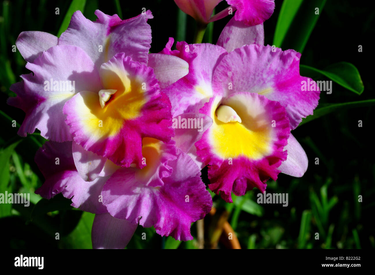 Fleurs orchidée Cattleya, Otaara Banque D'Images